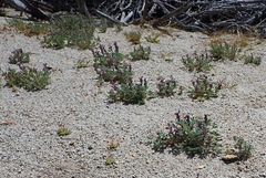 Lupinus concinnus optatus