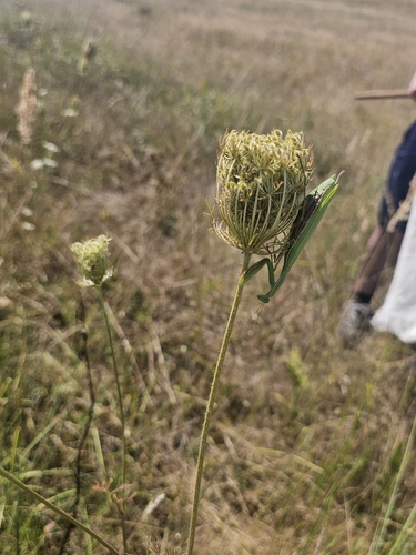 European Mantis