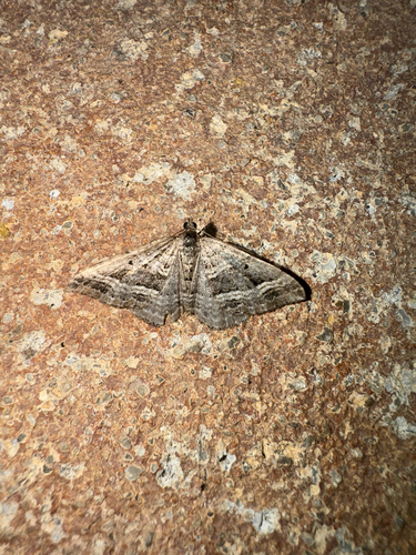 Straight-lined Carpet