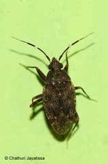 Peritropis