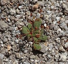 Sidotheca caryophylloides