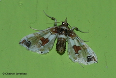 Leucinodes orbonalis