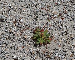 Sidotheca caryophylloides