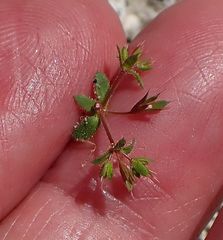 Sidotheca caryophylloides