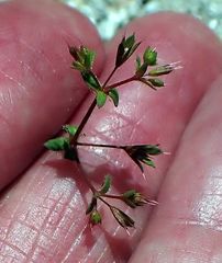 Sidotheca caryophylloides