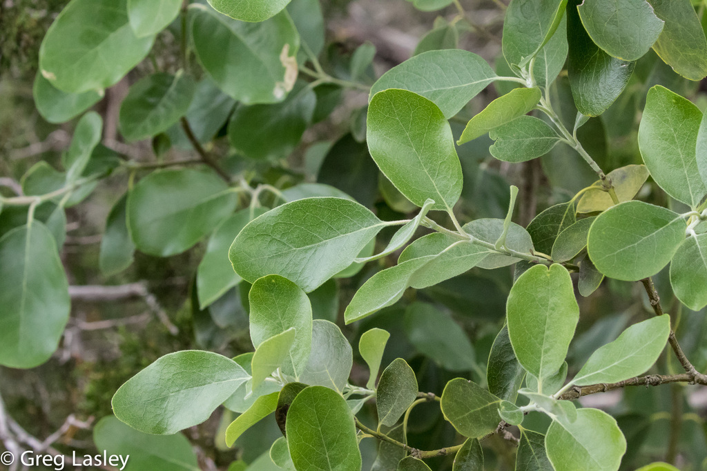 Lindheimer S Silktassel Wildlife And Wildflowers Of Texas Trees · Inaturalist