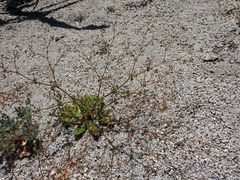 Sidotheca caryophylloides