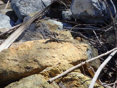 Sceloporus occidentalis longipes