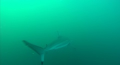 Carcharhinus brevipinna