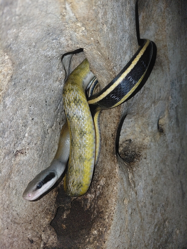 Beauty Ratsnake