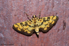 Glycythyma chrysorycta