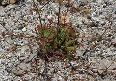 Sidotheca caryophylloides