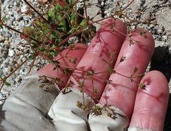 Sidotheca caryophylloides