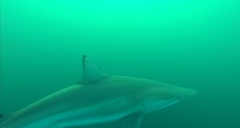 Carcharhinus brevipinna