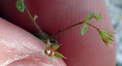 Sidotheca caryophylloides