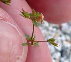 Sidotheca caryophylloides