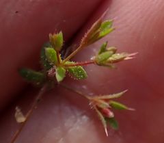 Sidotheca caryophylloides