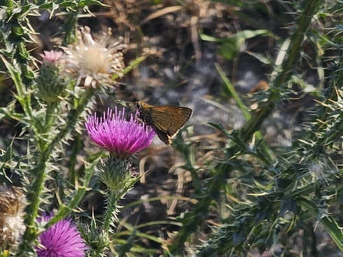 Large Skipper