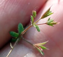 Sidotheca caryophylloides