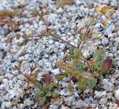 Sidotheca caryophylloides