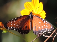 Danaus gilippus gilippus