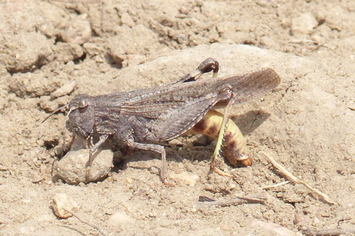 Speckle-winged Rangeland Grasshopper