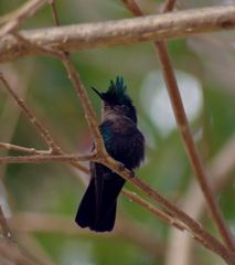 Orthorhyncus cristatus