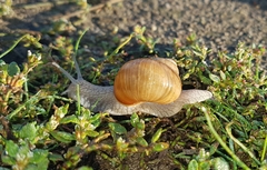 Helix pomatia