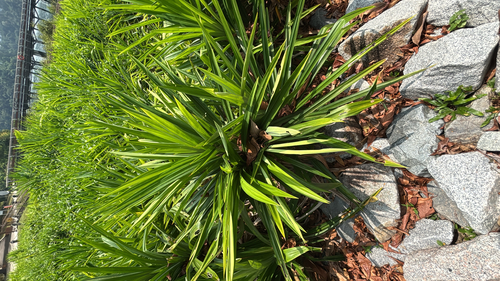 Pandanus amaryllifolius observed 2026-08-21