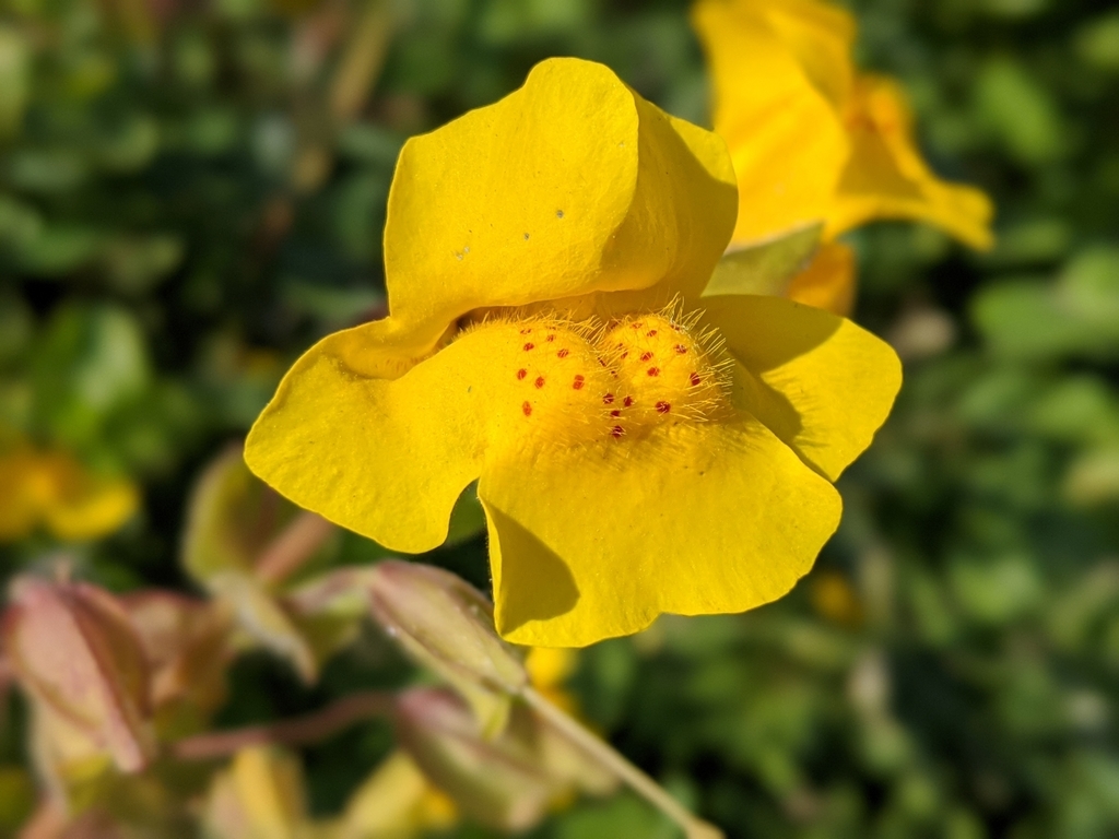monkeyflowers