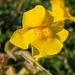 Monkeyflowers - Photo (c) Christian Schwarz, some rights reserved (CC BY-NC), uploaded by Christian Schwarz