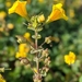 Magnificent Seep Monkeyflower - Photo (c) Christian Schwarz, some rights reserved (CC BY-NC), uploaded by Christian Schwarz