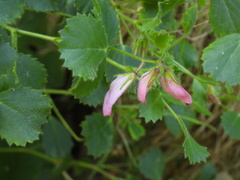 Ononis rotundifolia