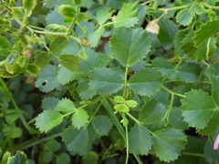 Ononis rotundifolia, photograph (c) Yves Bas, some rights reserved (CC BY)
