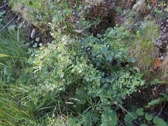 Ononis rotundifolia, photograph (c) Yves Bas, some rights reserved (CC BY)