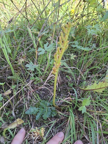 leathery grapefern