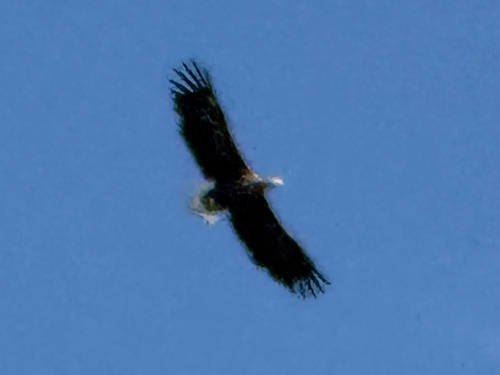 White-tailed Eagle