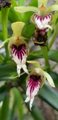 Vanda cristata