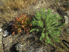Dudleya virens virens