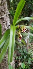 Vanda cristata