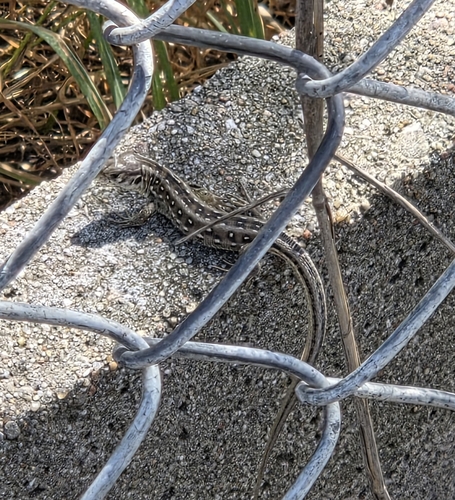 Sand Lizard