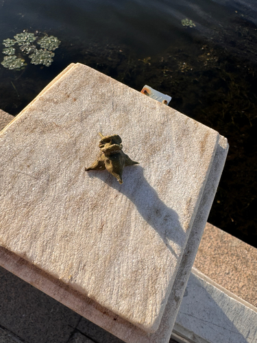 Water caltrop