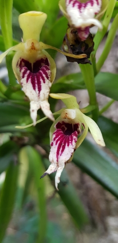 Crested Vanda