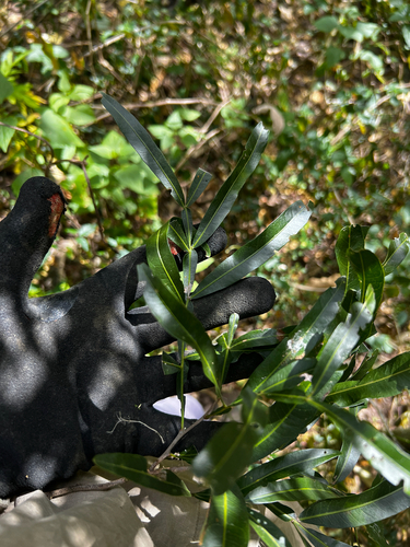 Atalaya salicifolia, photograph 5
