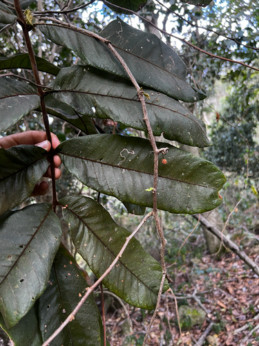 Diploglottis australis, photograph 3