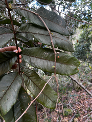 Diploglottis australis, photograph (c) Lucas Christofides, some rights reserved (CC BY)