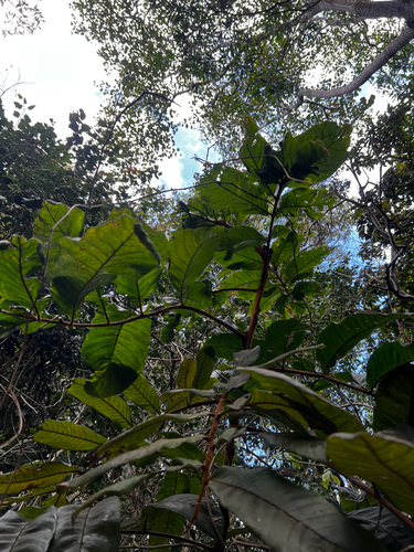 Diploglottis australis, photograph 5