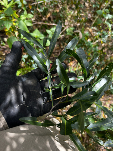 Atalaya salicifolia, photograph 6