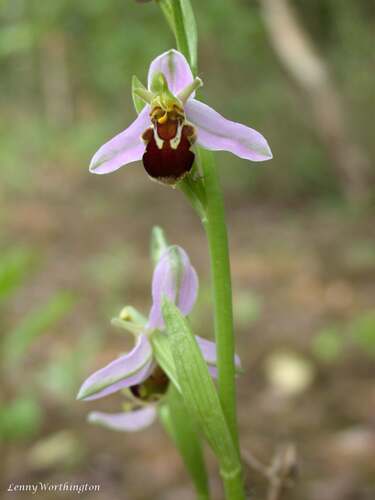 Ophrys apifera, photograph 5