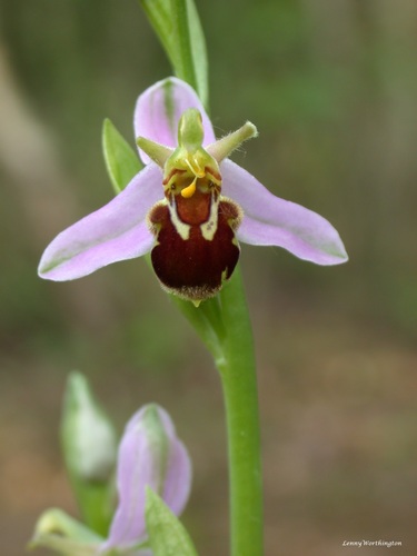Ophrys apifera, photograph 6